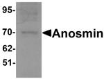KAL1 Antibody in Western Blot (WB)