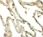 TSN Polyclonal Antibody