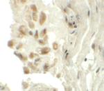 TYW1 Antibody in Immunohistochemistry (IHC)