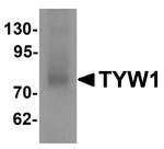 TYW1 Antibody in Western Blot (WB)