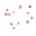 TRMT12 Polyclonal Antibody