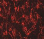 LCMT2 Antibody in Immunohistochemistry (IHC)