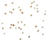 ATAD3A Polyclonal Antibody