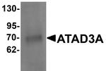 ATAD3A Antibody in Western Blot (WB)