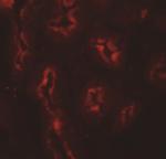 AP3S1 Antibody in Immunohistochemistry (IHC)