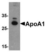 ApoA1 Polyclonal Antibody