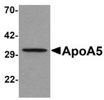 Apolipoprotein A5 Polyclonal Antibody