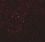 CCDC141 Antibody in Immunohistochemistry (IHC)