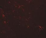TMEM204 Antibody in Immunohistochemistry (IHC)