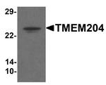 TMEM204 Antibody in Western Blot (WB)