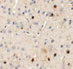 SPRYD3 Polyclonal Antibody