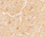 SPRYD5 Polyclonal Antibody