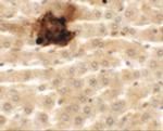 SYTL5 Polyclonal Antibody