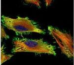 Acetylcholinesterase Antibody in Immunocytochemistry (ICC/IF)