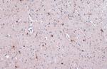 IBA1 Antibody in Immunohistochemistry (Paraffin) (IHC (P))