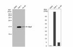 IBA1 Antibody in Western Blot (WB)