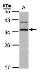 XRCC2 Antibody in Western Blot (WB)