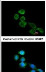 Apelin Receptor Antibody in Immunocytochemistry (ICC/IF)