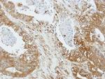 Apelin Receptor Antibody in Immunohistochemistry (Paraffin) (IHC (P))