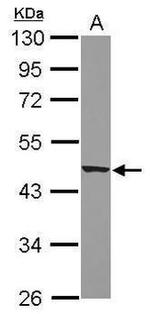 Apelin Receptor Antibody in Western Blot (WB)