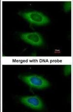 Caspase 4 Antibody in Immunocytochemistry (ICC/IF)