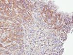 Caspase 4 Antibody in Immunohistochemistry (Paraffin) (IHC (P))