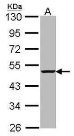 Caspase 4 Antibody in Western Blot (WB)