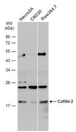 Cofilin 2 Antibody in Western Blot (WB)
