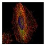 Dynactin 1 Antibody in Immunocytochemistry (ICC/IF)