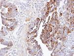 Dynactin 1 Antibody in Immunohistochemistry (Paraffin) (IHC (P))