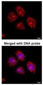 Flotillin 2 Polyclonal Antibody