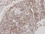 Flotillin 2 Antibody in Immunohistochemistry (Paraffin) (IHC (P))