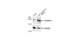 Flotillin 2 Antibody in Western Blot (WB)