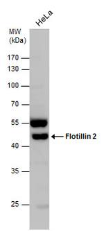 Flotillin 2 Antibody in Western Blot (WB)