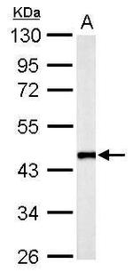 Flotillin 2 Antibody in Western Blot (WB)