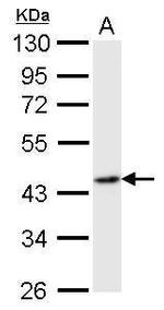 Flotillin 2 Antibody in Western Blot (WB)