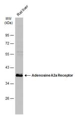 ADORA2A Antibody in Western Blot (WB)
