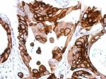 Apelin receptor Antibody in Immunohistochemistry (Paraffin) (IHC (P))