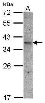 OR51E1 Antibody in Western Blot (WB)