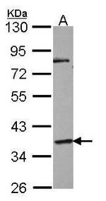 GPR45 Antibody in Western Blot (WB)