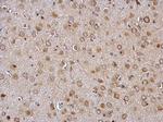 GALR2 Antibody in Immunohistochemistry (Paraffin) (IHC (P))