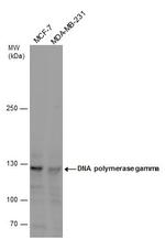POLG Antibody in Western Blot (WB)
