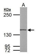 POLG Antibody in Western Blot (WB)