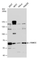 FANCC Antibody in Western Blot (WB)