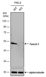 Fascin Antibody in Western Blot (WB)