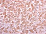 DKK3 Antibody in Immunohistochemistry (Paraffin) (IHC (P))