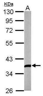 DKK3 Antibody in Western Blot (WB)
