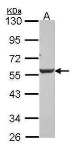 DKK3 Antibody in Western Blot (WB)