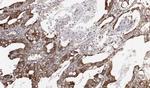 HPa2 Antibody in Immunohistochemistry (Paraffin) (IHC (P))