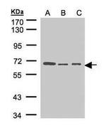 HPa2 Antibody in Western Blot (WB)